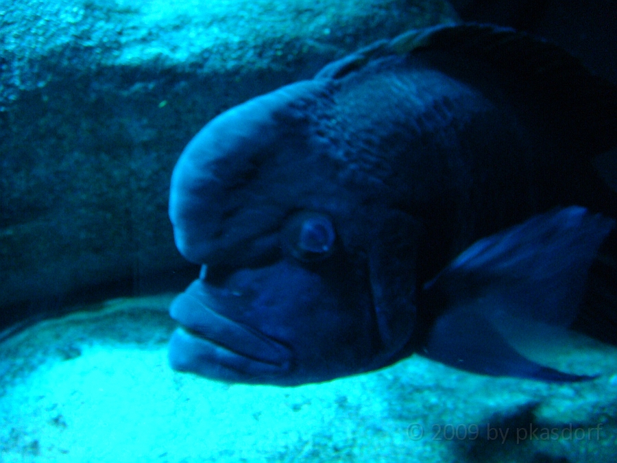 Baltimore [2009 July 02] 240.JPG - Scenes from Baltimore's Inner Harbor.